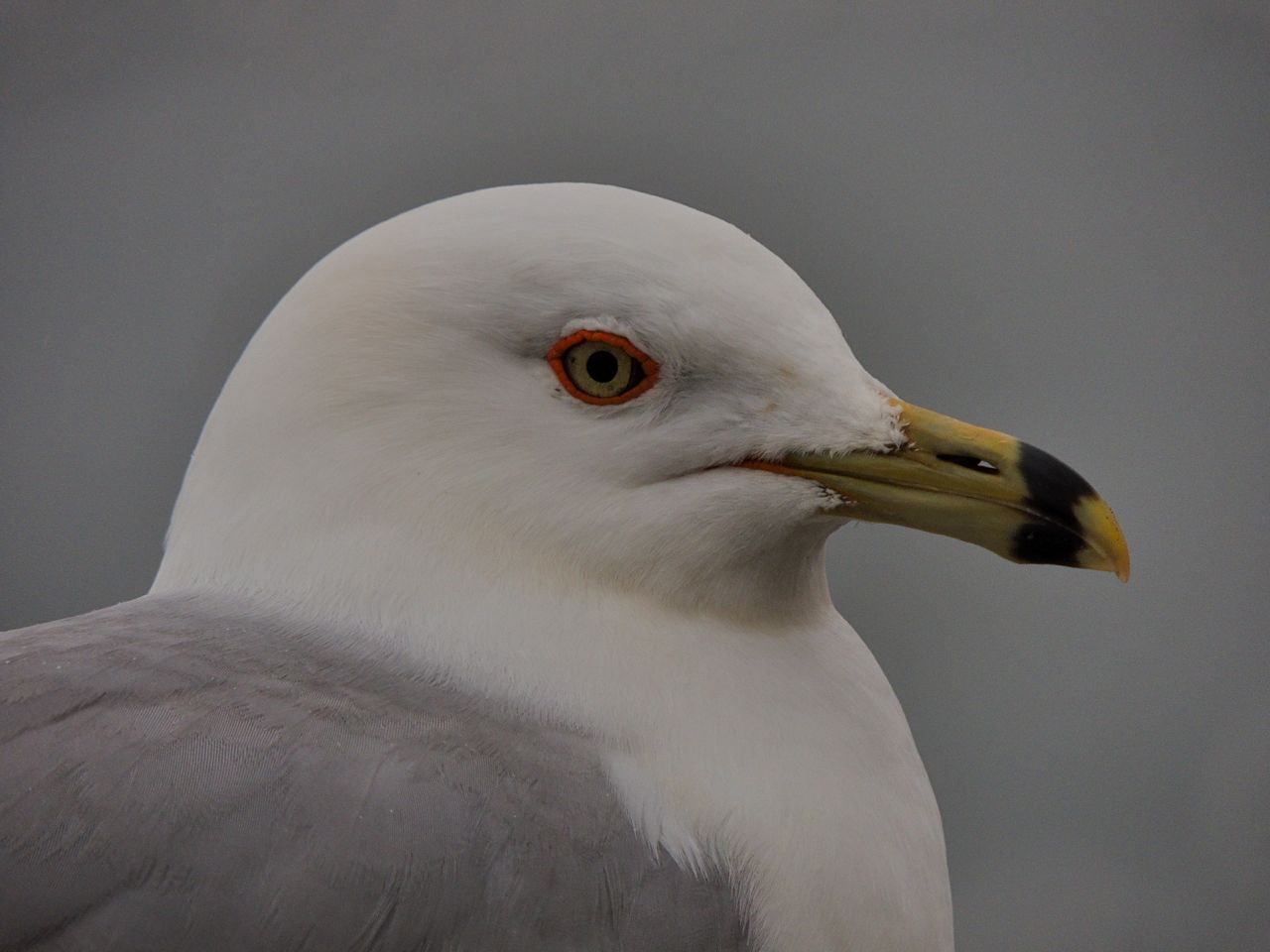 Ring-billed Gull, Tollgate ponds. 19 March 2014-4