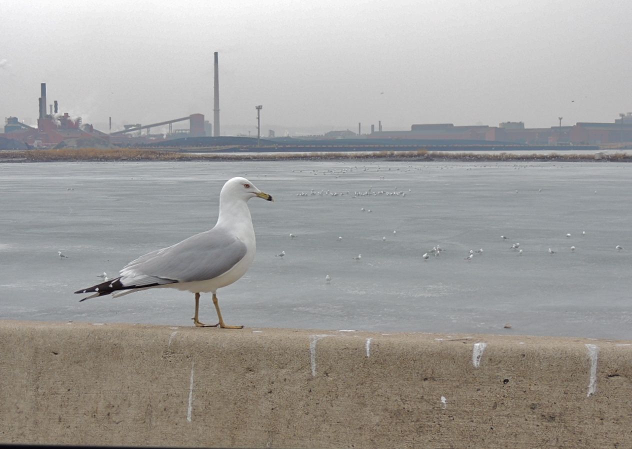 Ring-billed Gull at home with heavy industry