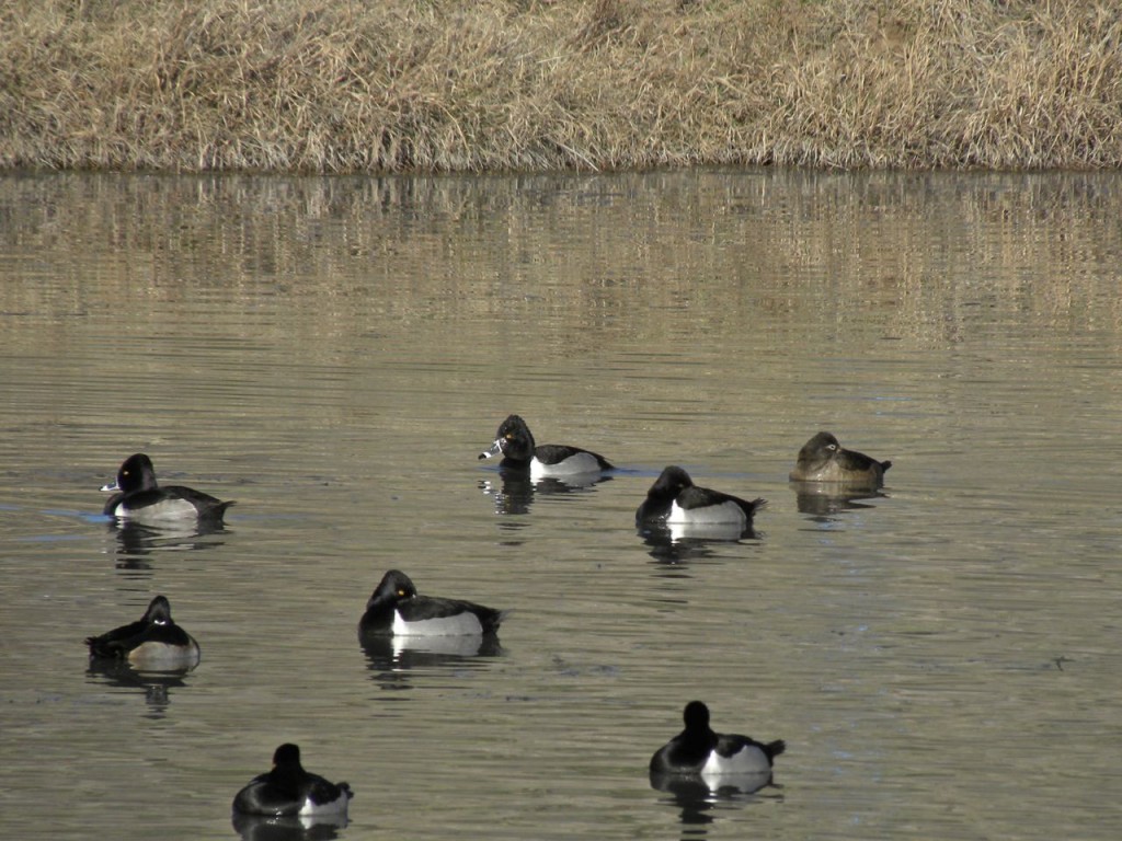 Ring-necked Ducks. Page Springs IBA.