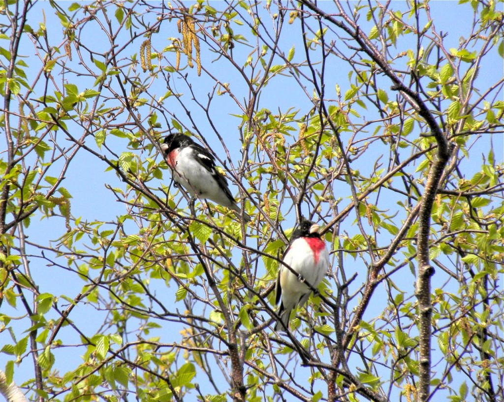 Two migrant male Rose-breasted Grosbeaks