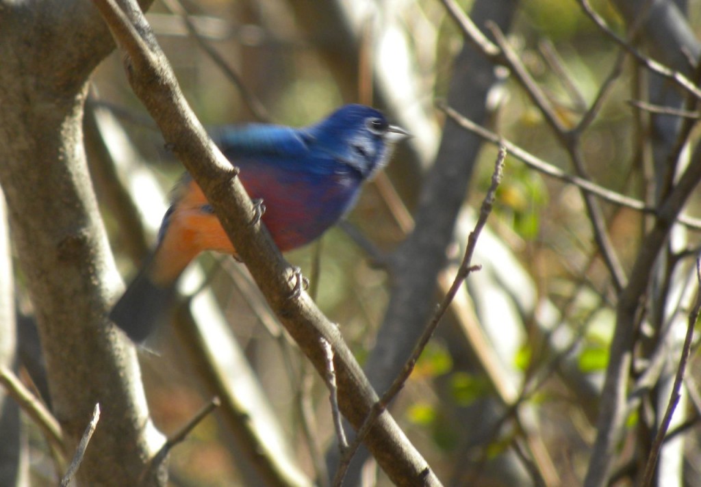 Rosita's Bunting.  Also known as Rose-breasted Bunting, but originally named after an early ornithologist's wife.