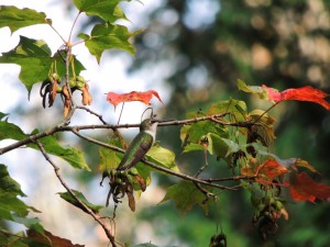 Ruby-throated Hummingbird. juv male (?) 