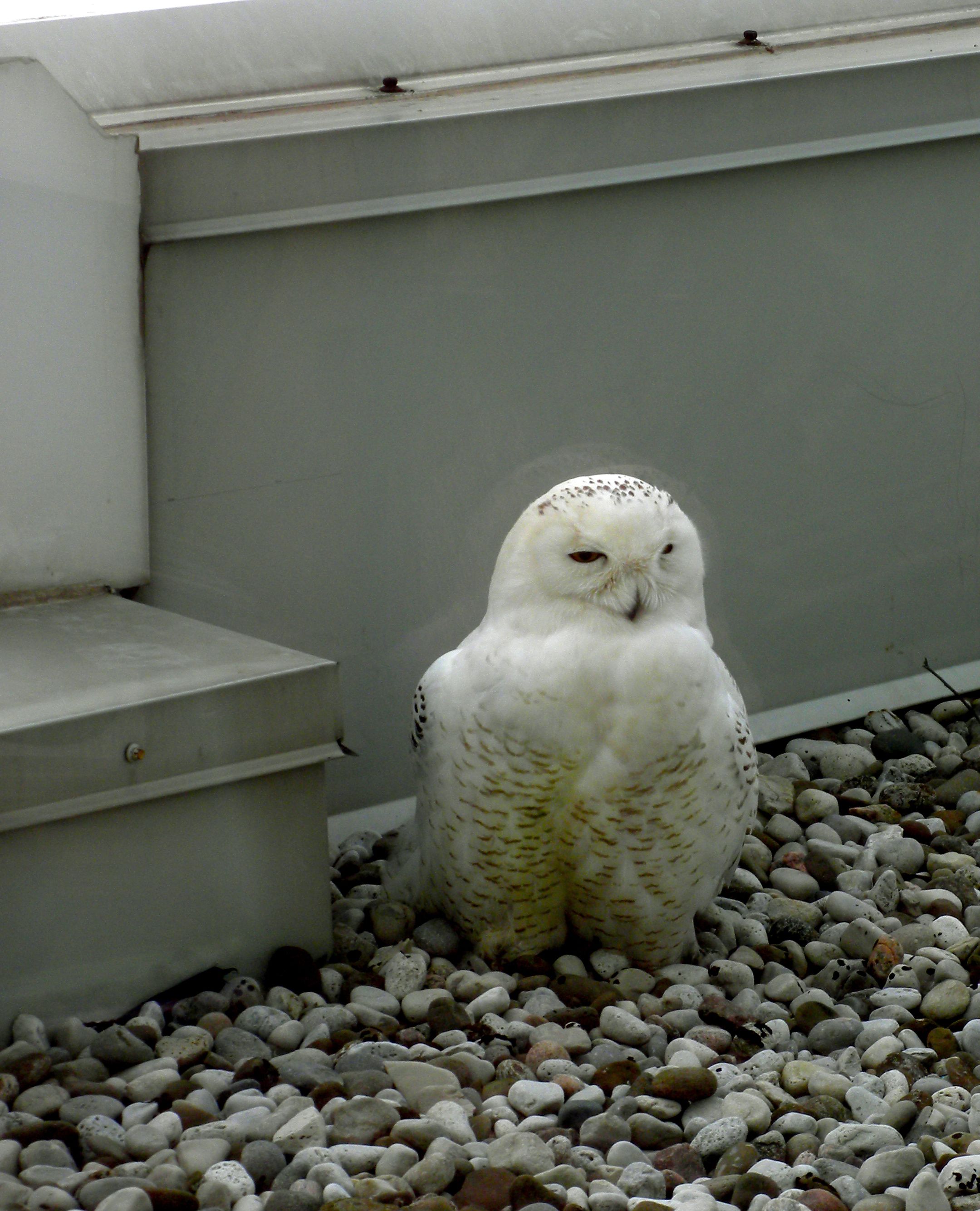 Snowy Owl on an office building window ledge. Imagine trying to concentrate on work!