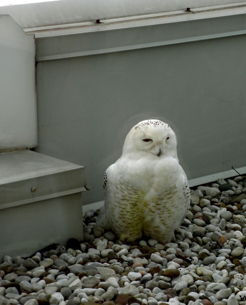 A Snowy Owl wo took up residence on the balcony of an office building in 2012