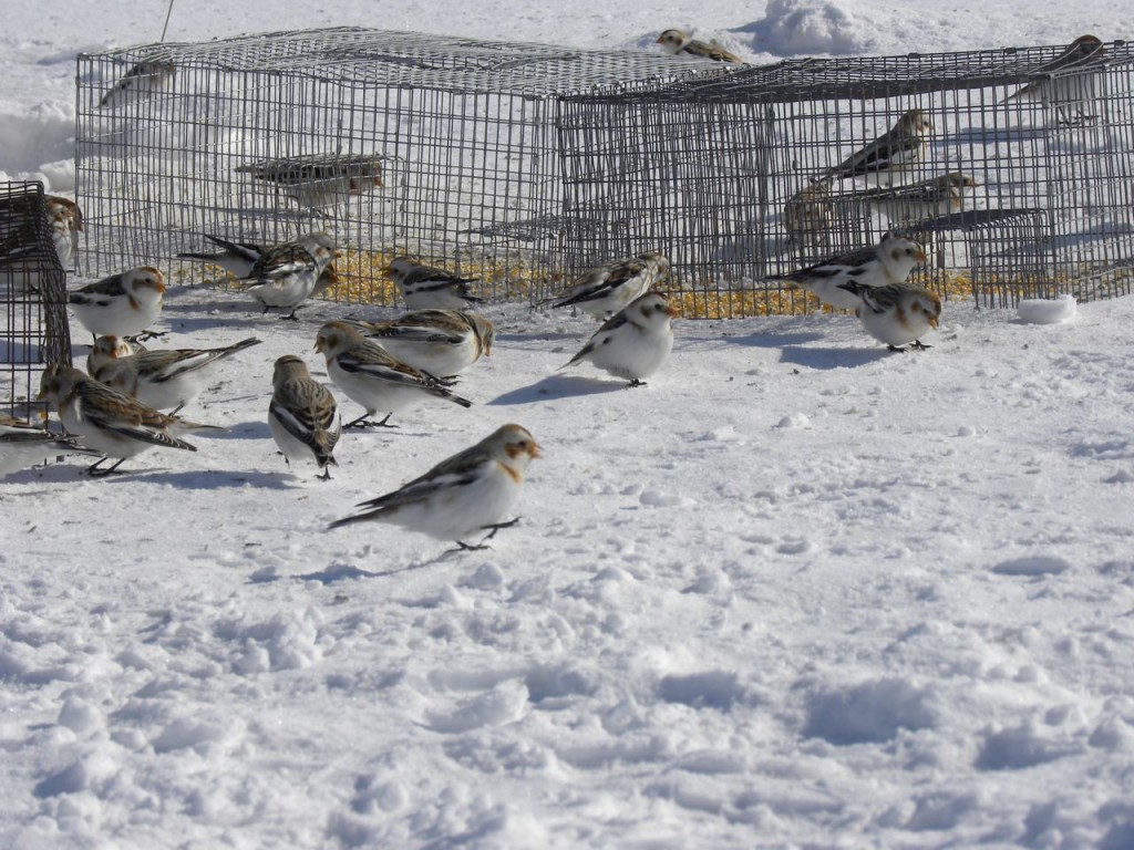 Snow Buntings at the ground traps