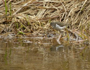 An early Spotted Sandpiper from 2 years ago