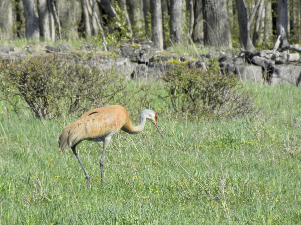 Sandhill Crane. Bruce Co.