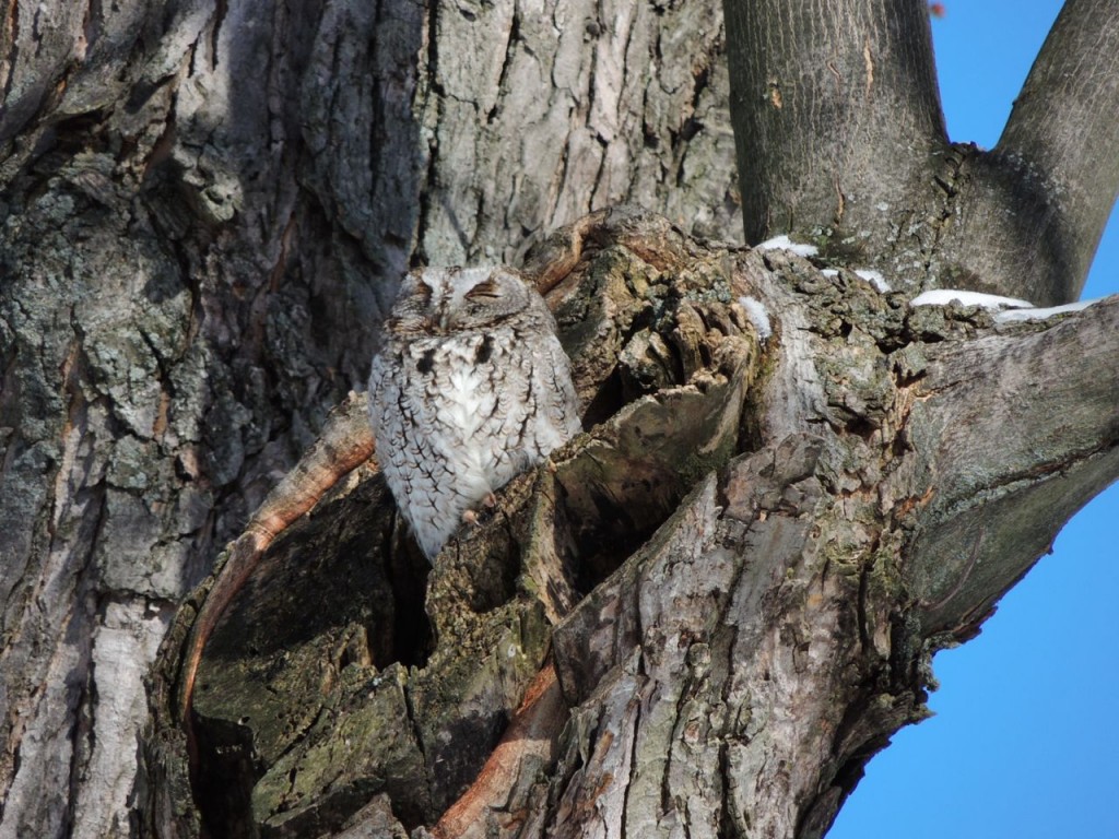 Screech Owl - grey morph. Feb 2014