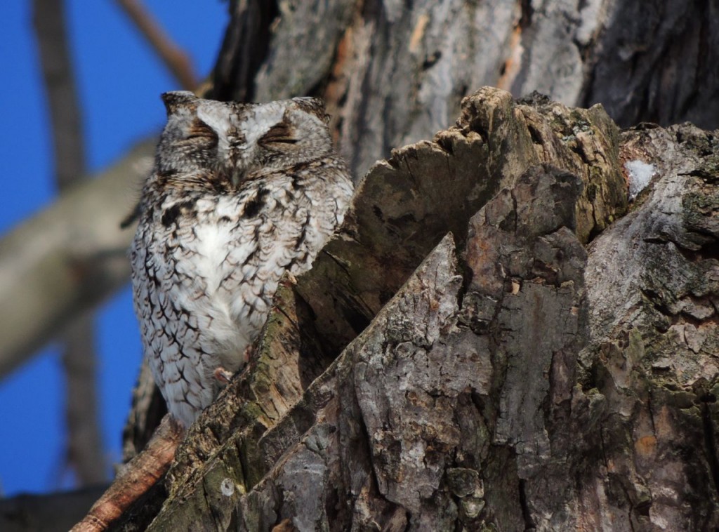 Screech Owl - grey morph. Feb 2014-2