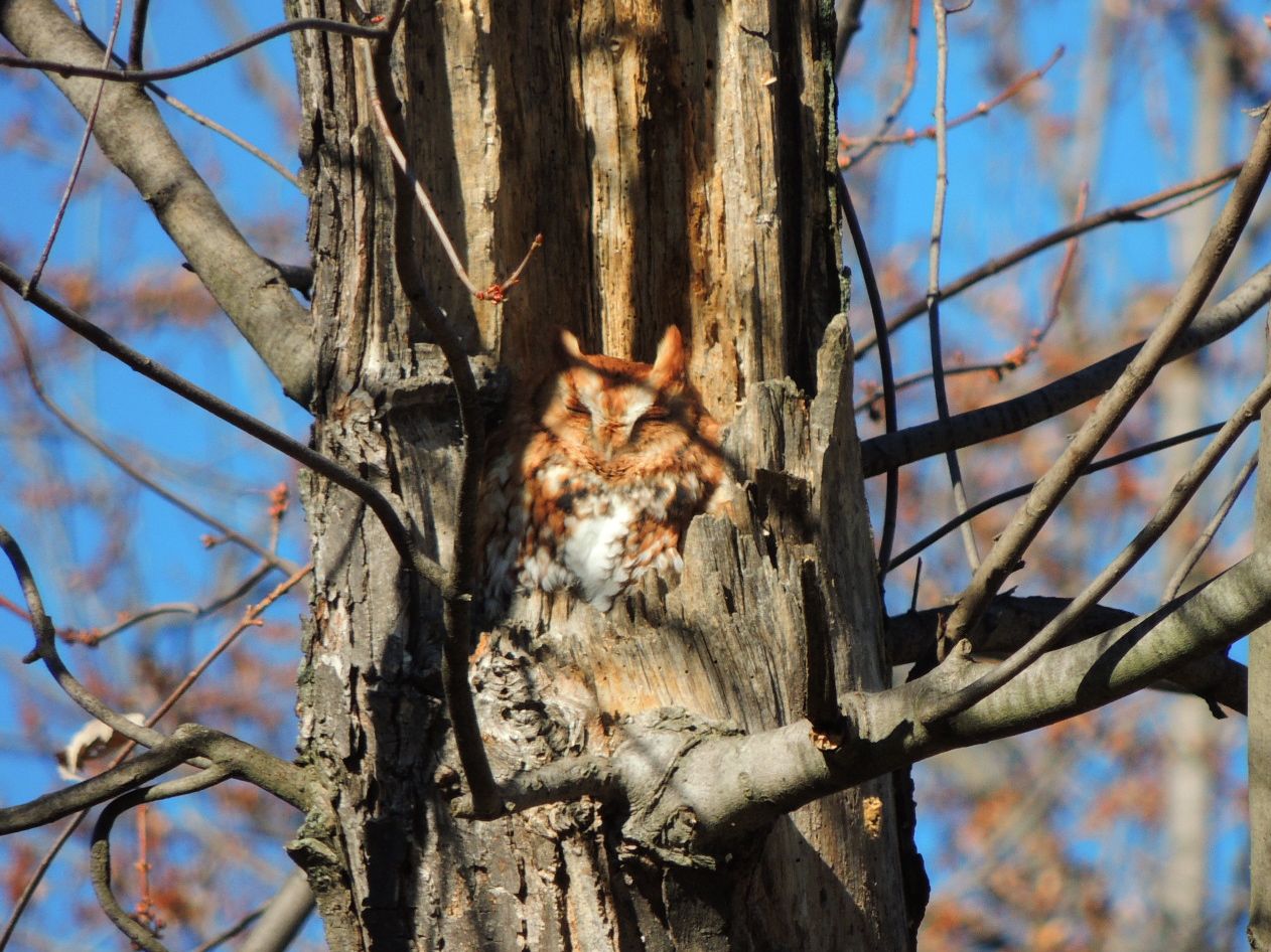 Screech Owl - red morph