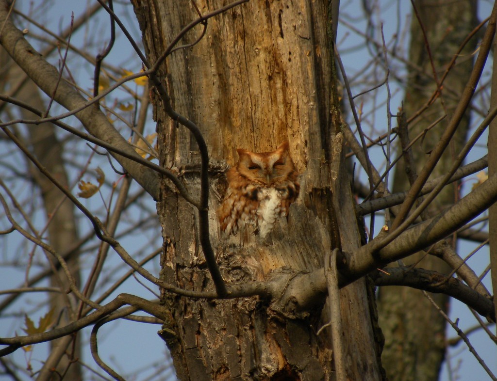 Eastern Screech Owl basking in late November sunshine