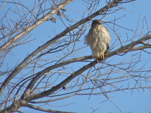 Sharp-shinned-Hawk, watching me warily