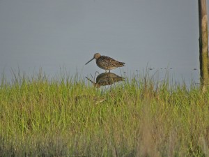 Short-billed Dowitcher2. Cape May N.J.