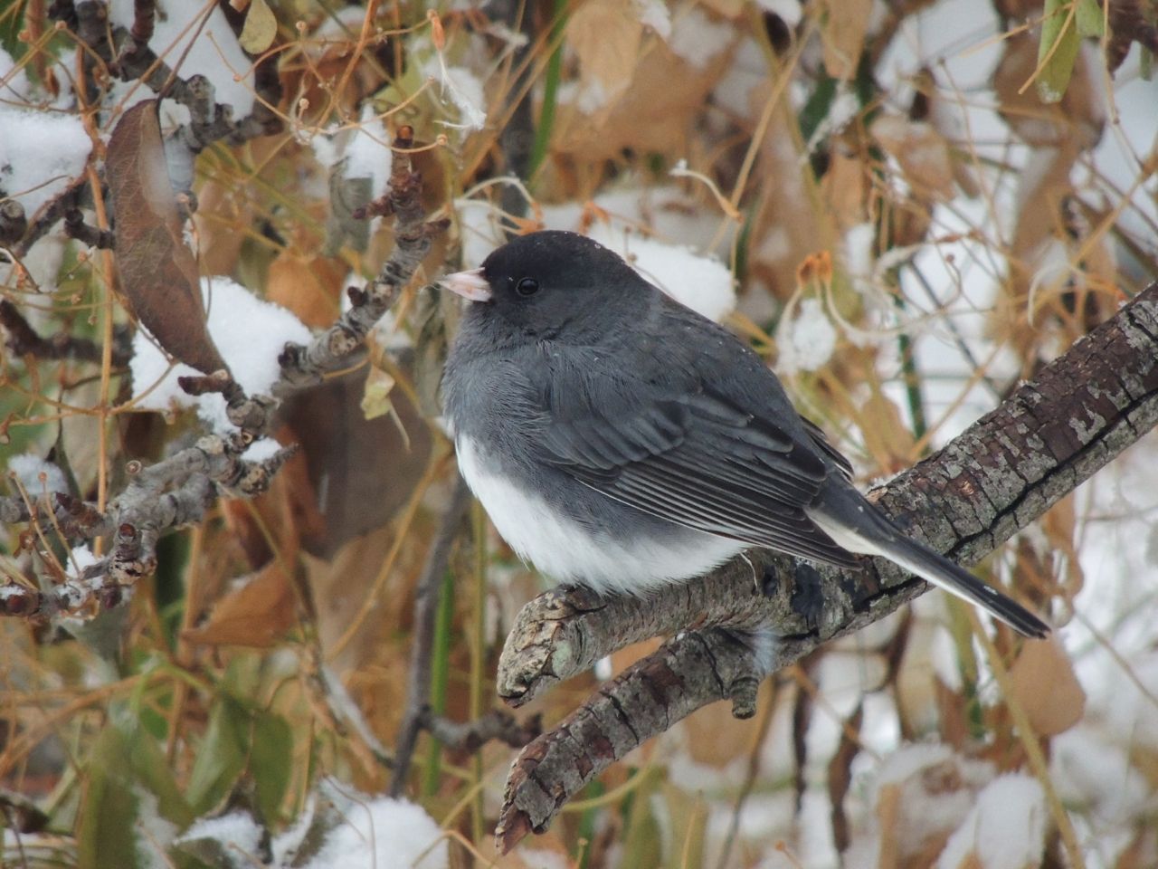 Slate-colored Junco