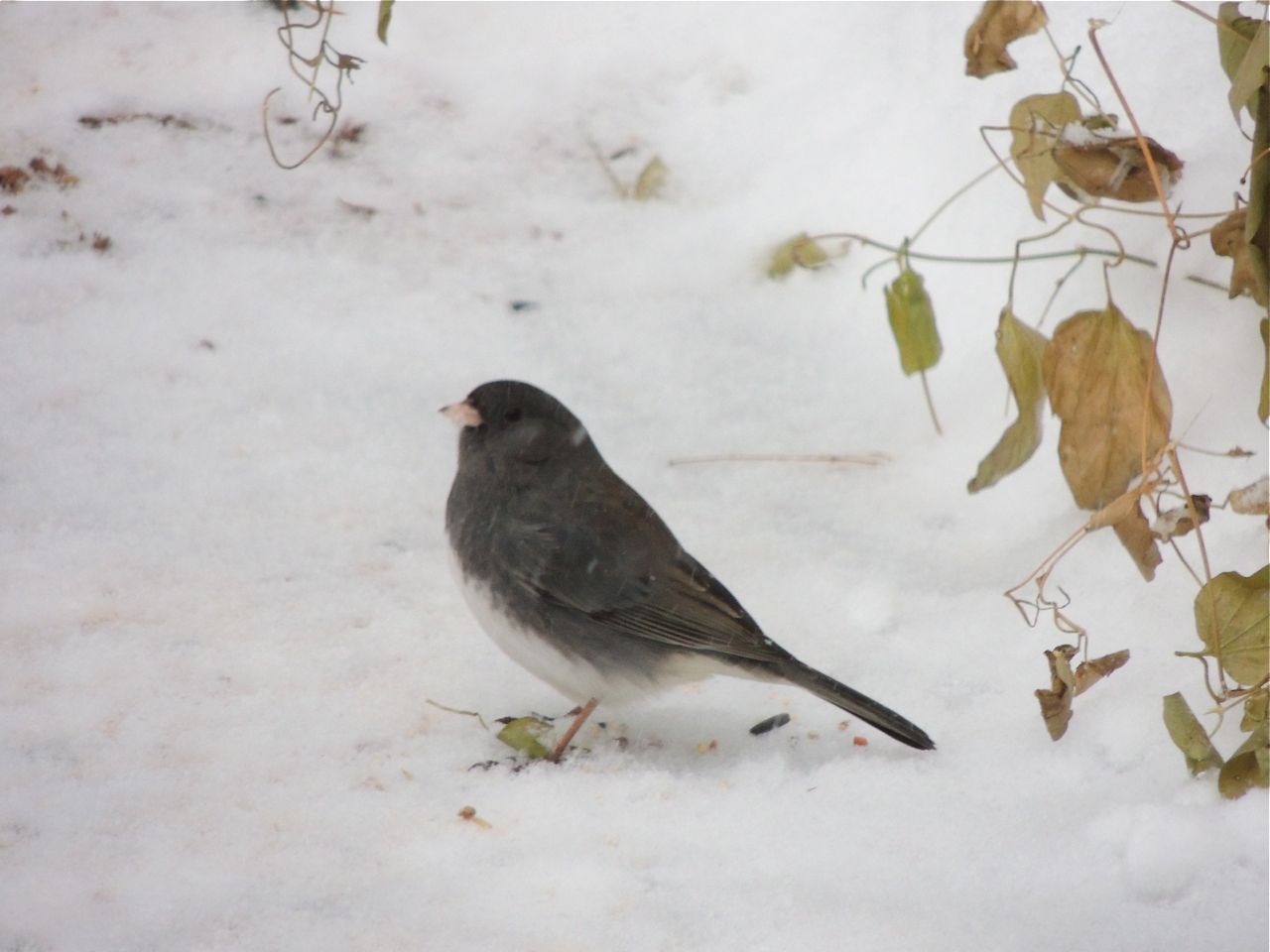 Sltae-coloured Junco