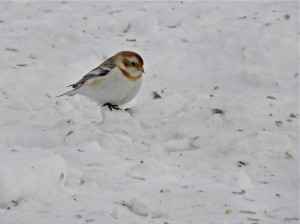 Snow Bunting