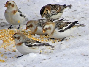 Snow Buntings and a Lapland Longspur at the back