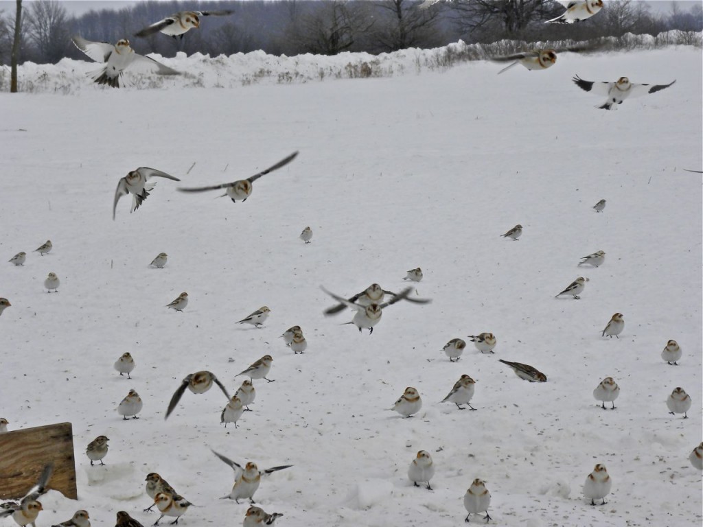 Snow Buntings coming for food