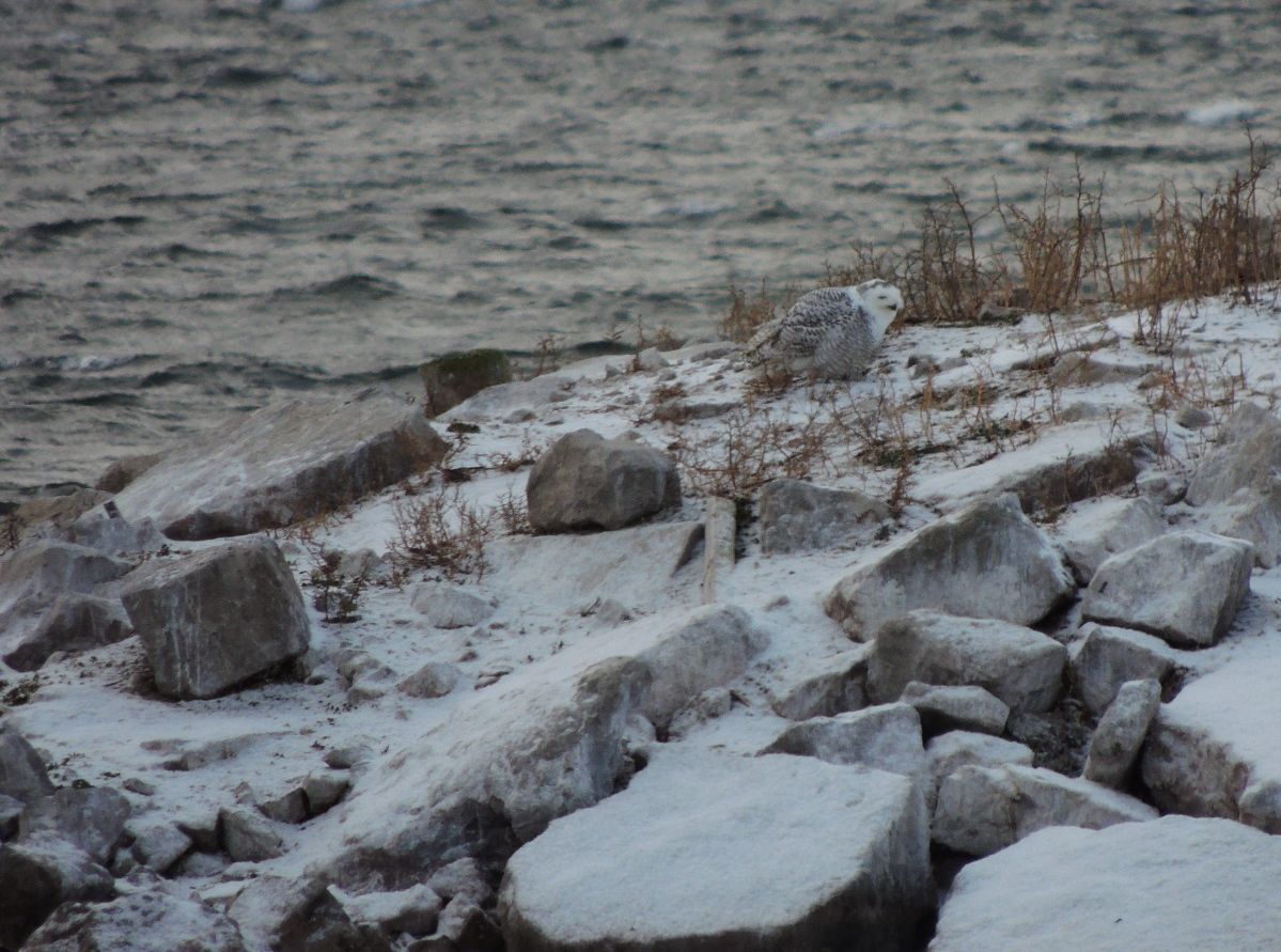 Snowy Owl Northeast Island