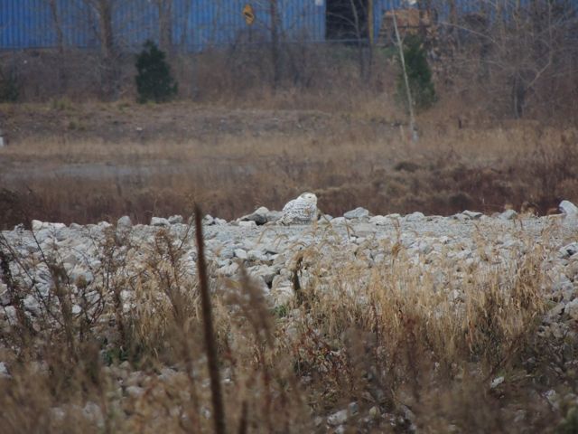 Snowy Owl 