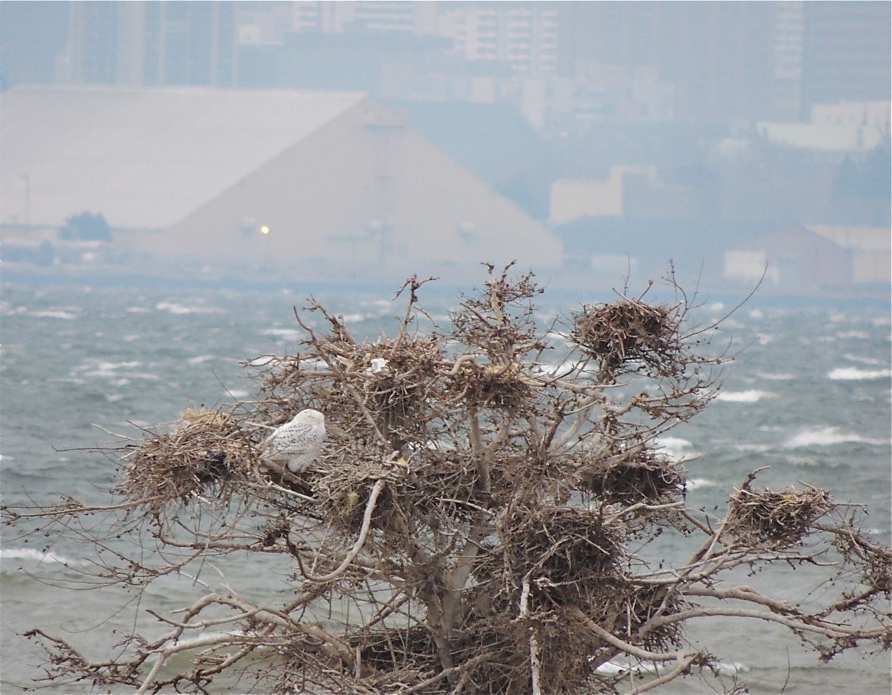 Probably a male Snowy Owl taking shelter among tangles of old cormorant nests