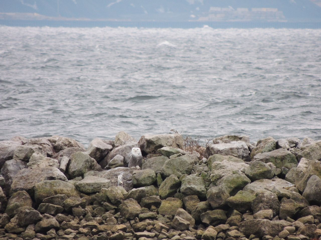 Snowy Owl staying out of the wind.