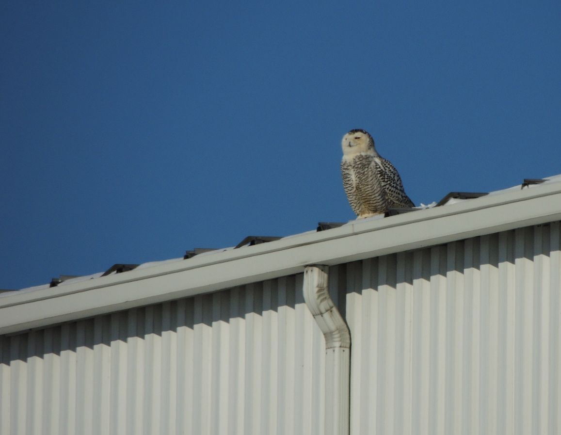 Snowy Owl -probably a young one.