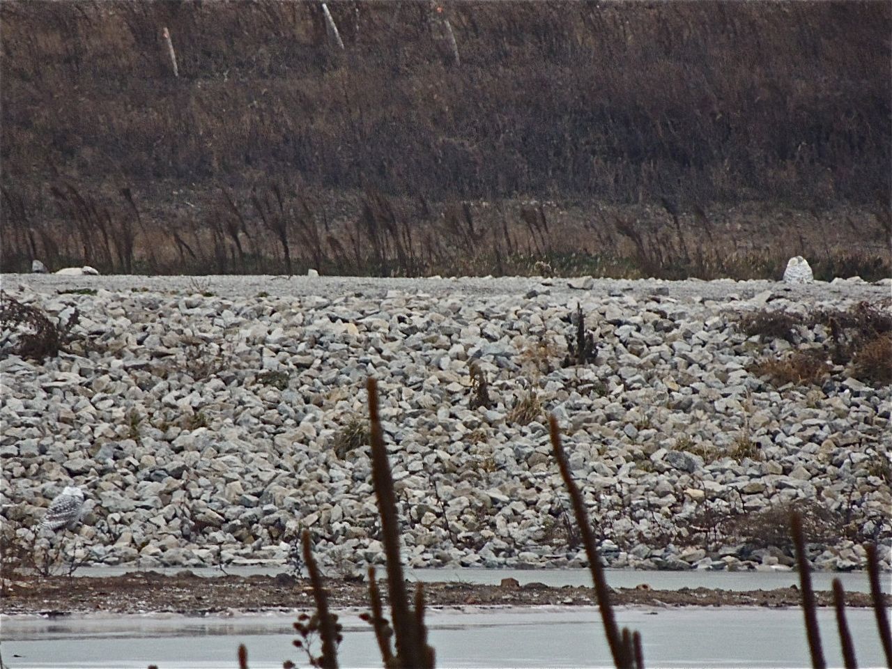 Two Snowy Owls here. One on top of the rocks at left, the other lower left and rather inconspicuously greyish