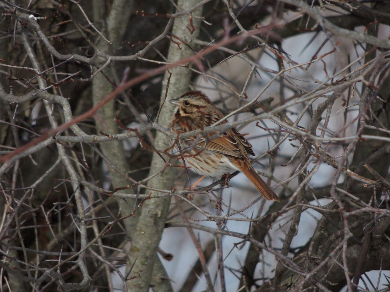 Song Sparrow