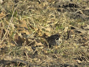 Song Sparrow