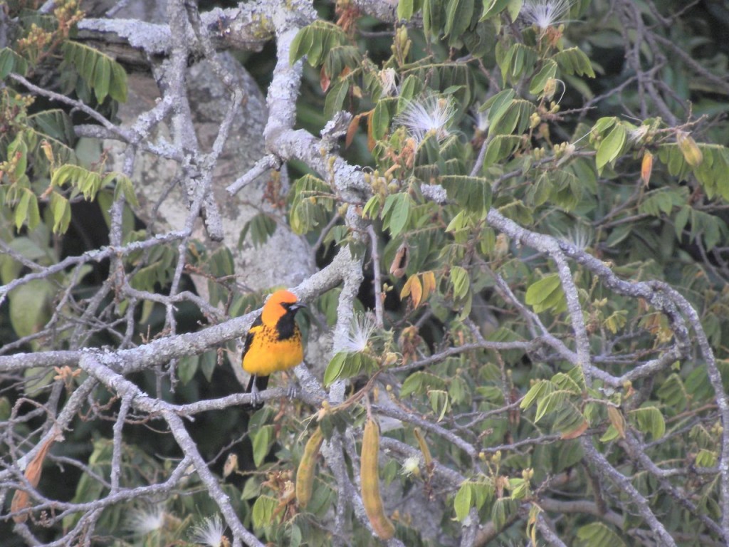 Spot-breasted Oriole