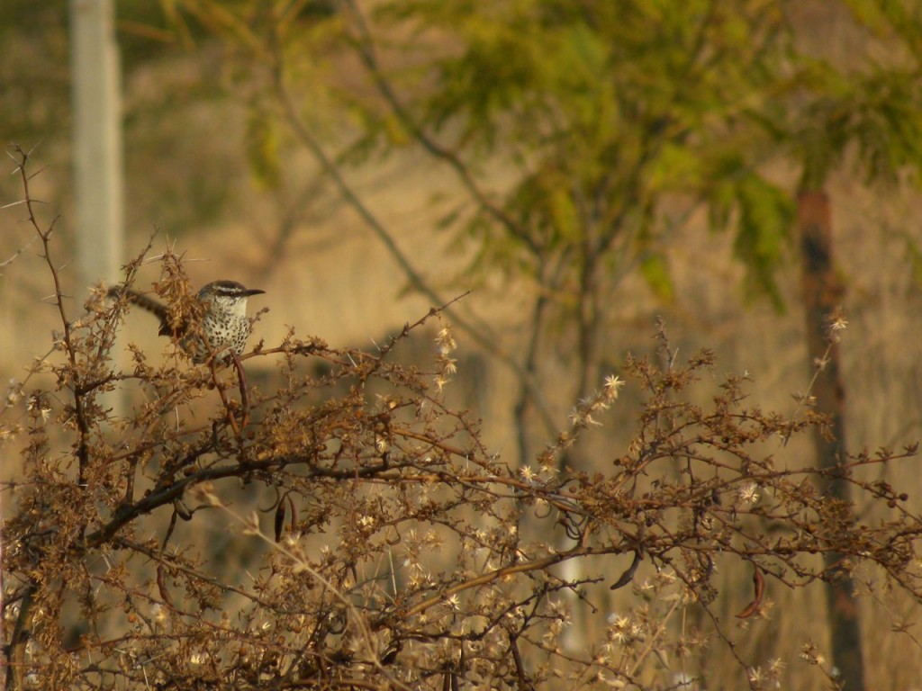 Spot-breasted Wren