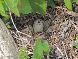 Spotted sandpiper nest & eggs