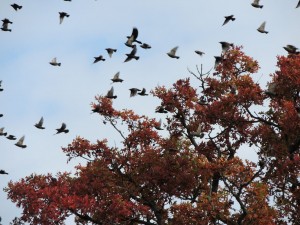 Starlings and a Grackle erupting from a White Oak