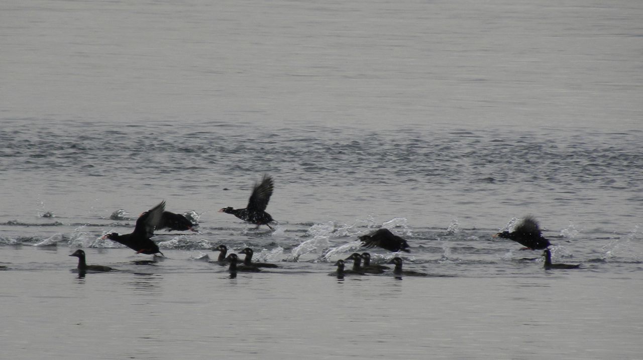 Surf Scoters N. Vancouver