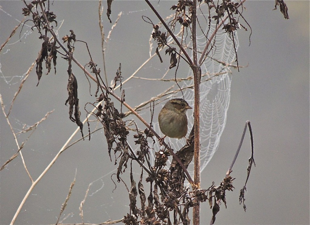 Mystery Sparrow - for a few minutes