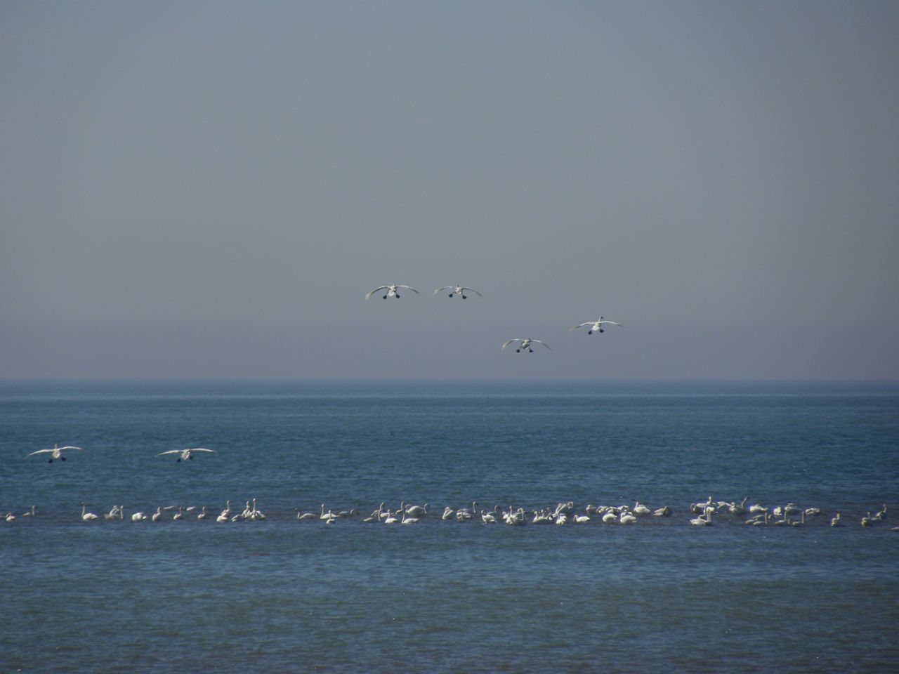 Tundra Swans arriving. Lake Erie March 17 2009