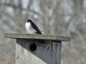 Tree Swallow, early to arrive and has already claimed a nest site