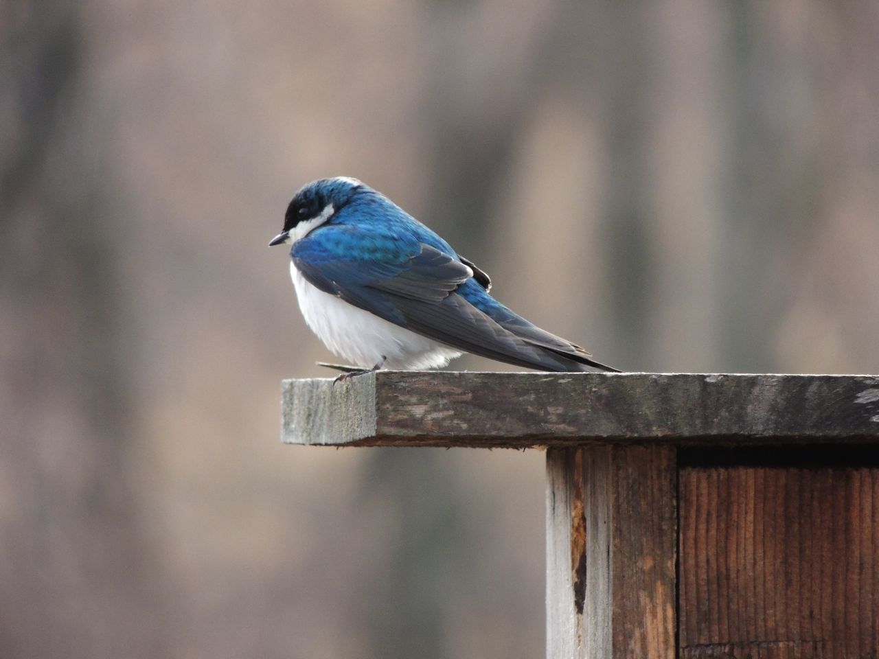 Tree Swallow at nest