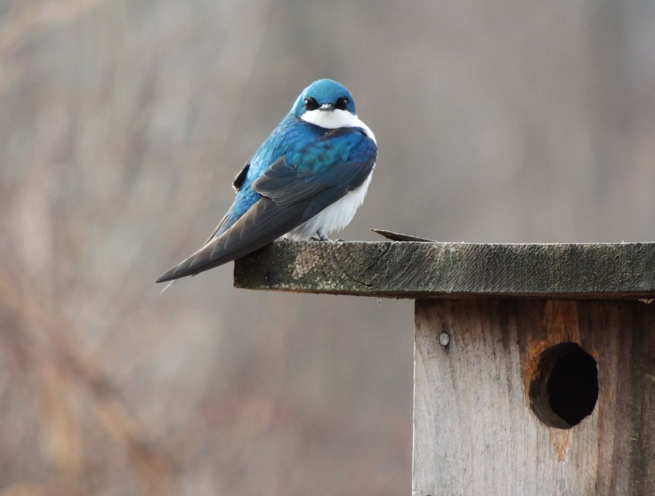 Tree Swallow at nest