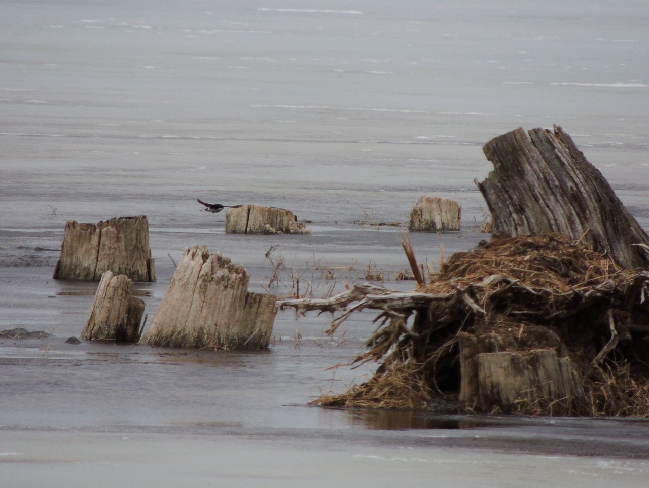 Tree Swallow on ice