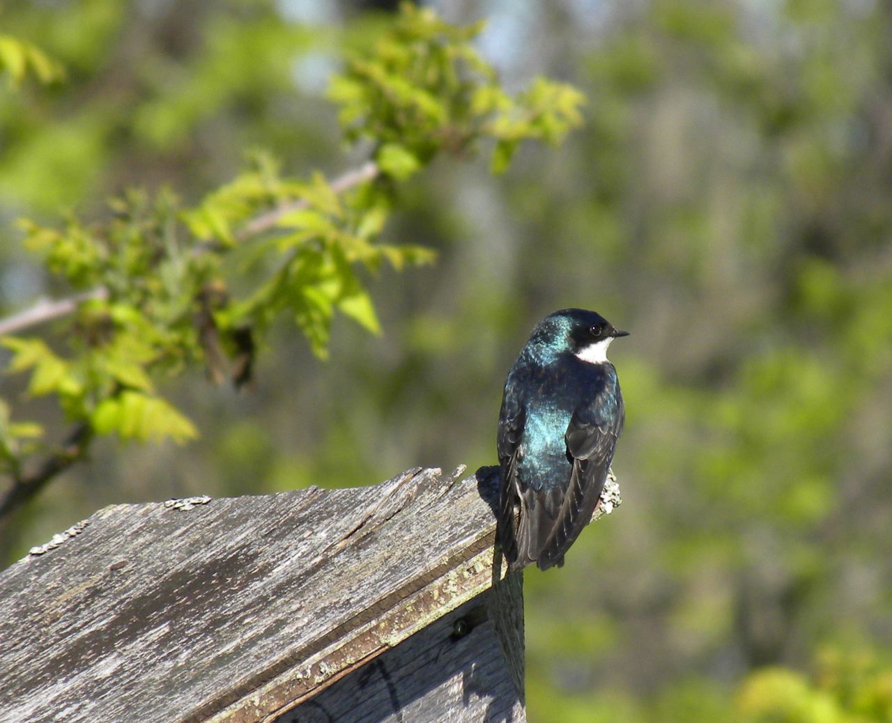 Tree swallow on nest box