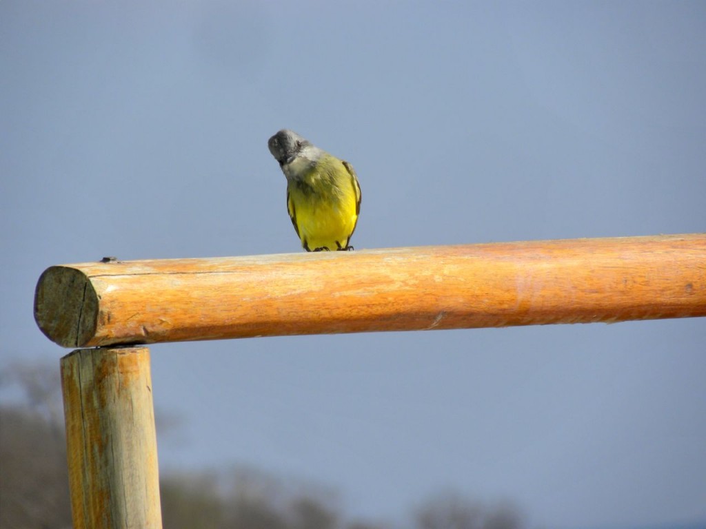 Tropical Kingbird waiting for a chance to grab a drink from the swimming pool