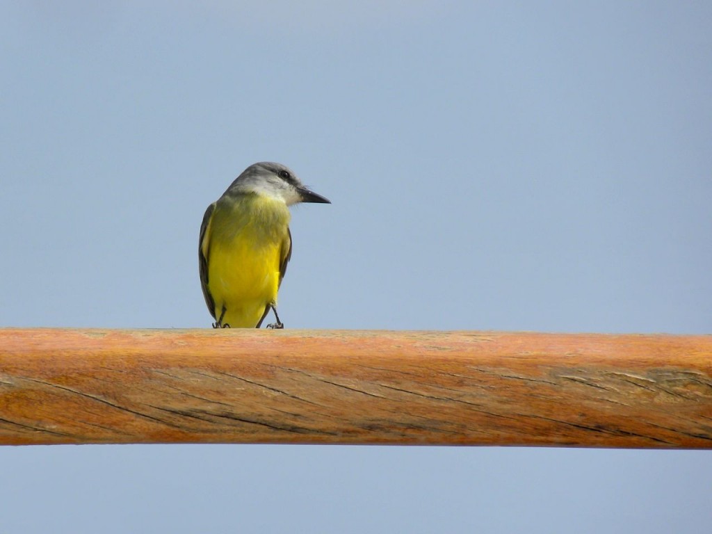 Tropical Kingbird