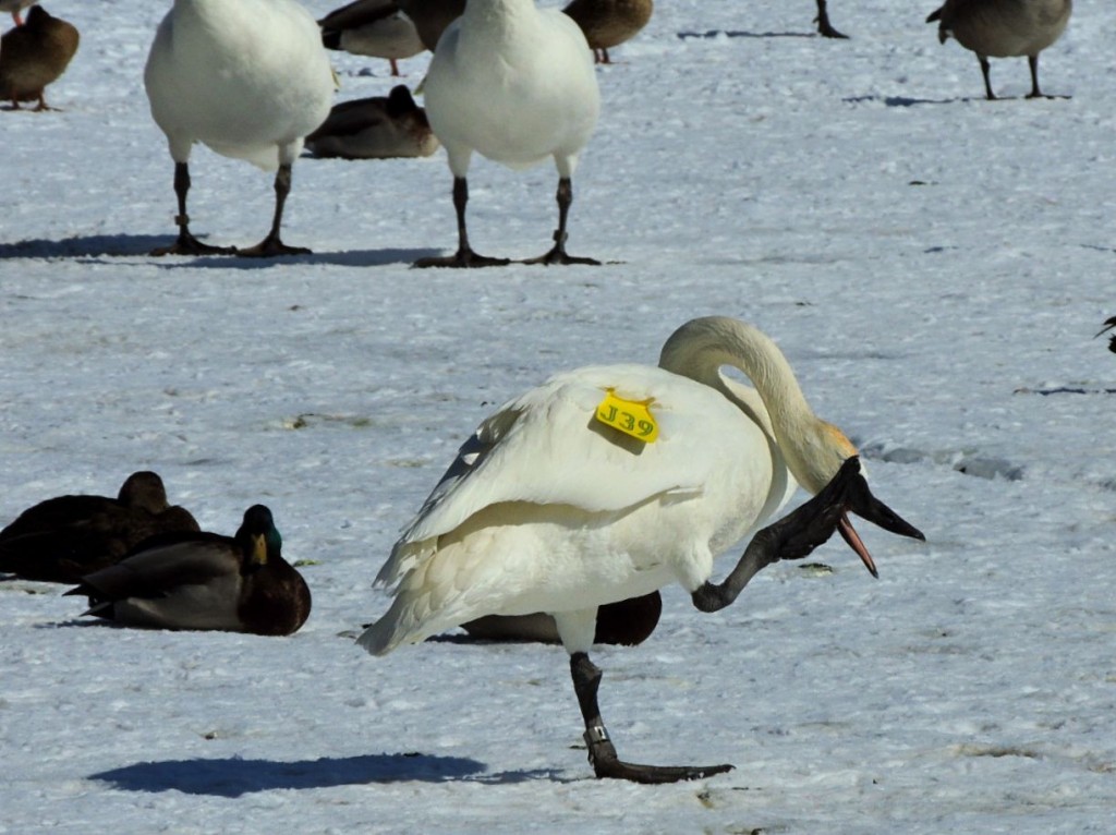 Trumpeter Swan on March ice