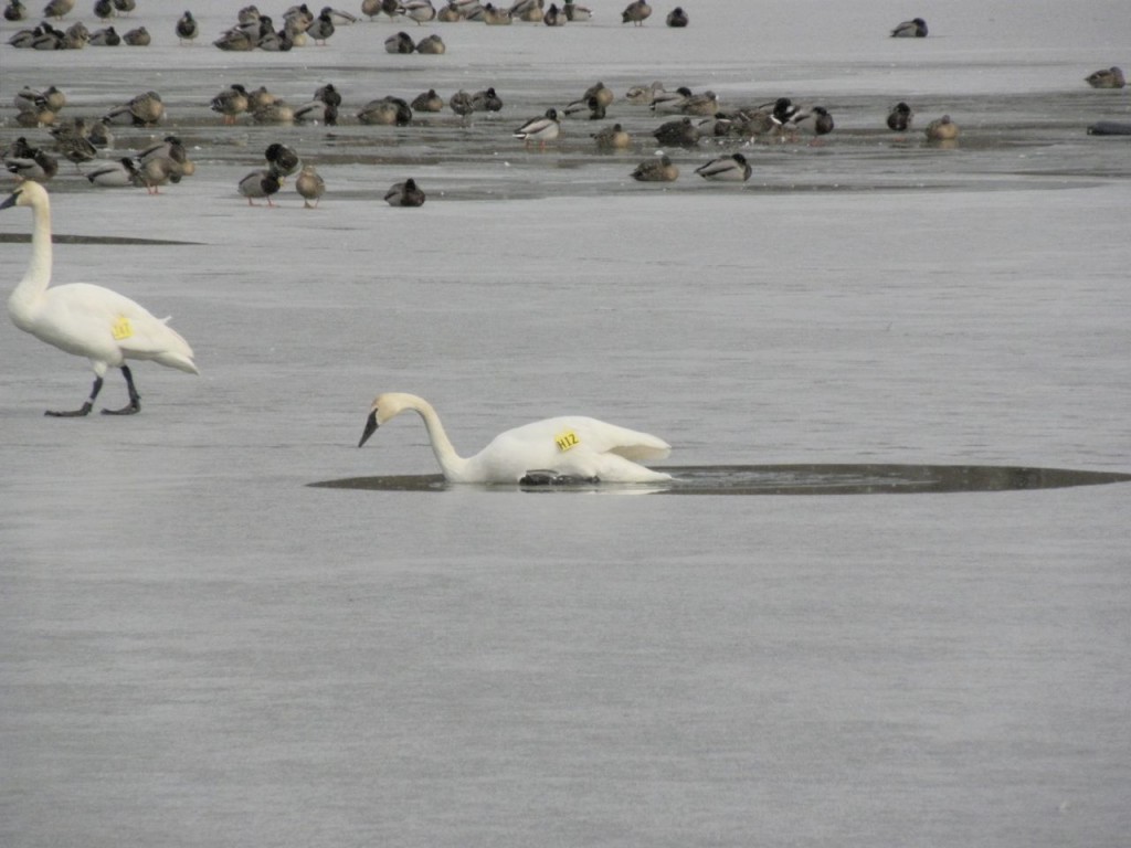 Trumpeter Swan struggling to get out of the water