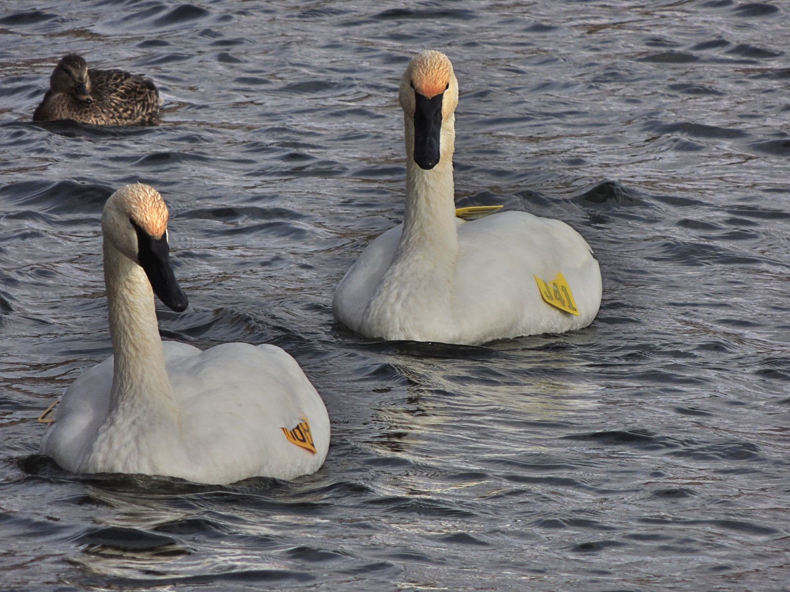 Trumpeter Swans.  Tagged - I wish they wouldn't do that.