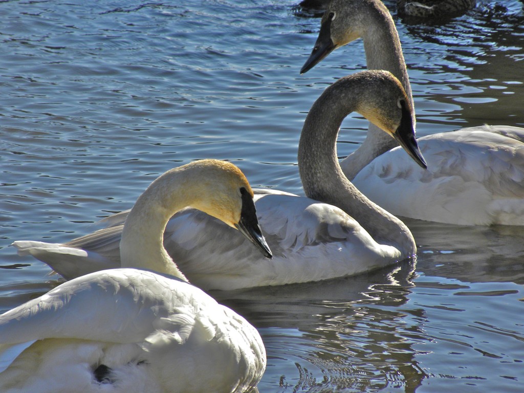 Trumpeter Swans. Adult and first year cygnets