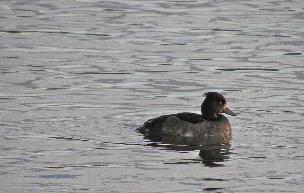 Tufted Duck Reykjavik Sept 2012