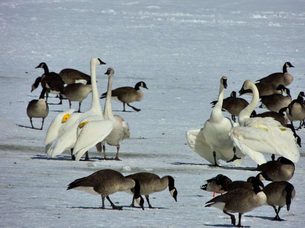 Tumpeter Swan courtship